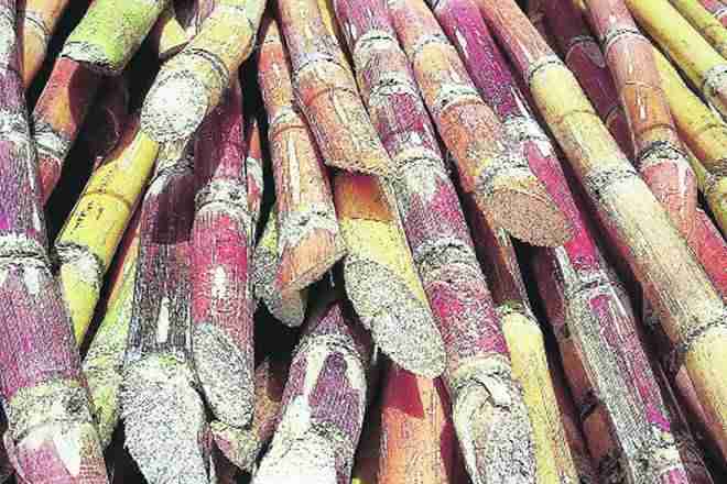Maharashtra Sugar Mills对Cane付款的挫折;这是什么委员会哈迪恩