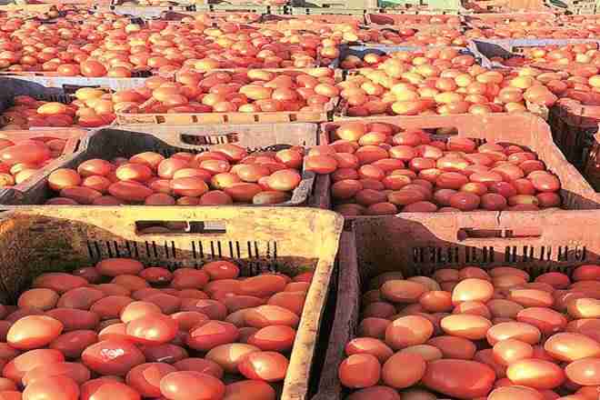 在每公斤40卢比飙升后，番茄价格在批发商名称上涨至每公斤7卢比