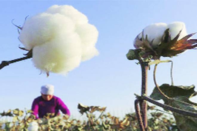 2017  -  18年世界棉花产量可能上涨10％：ICAC