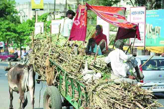 Maharashtra Sugar Sector陷入困境，Sharadpawar说