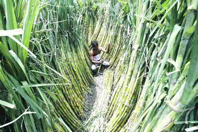 马哈拉施特农民机构想要“更好的价格”forsugarcane