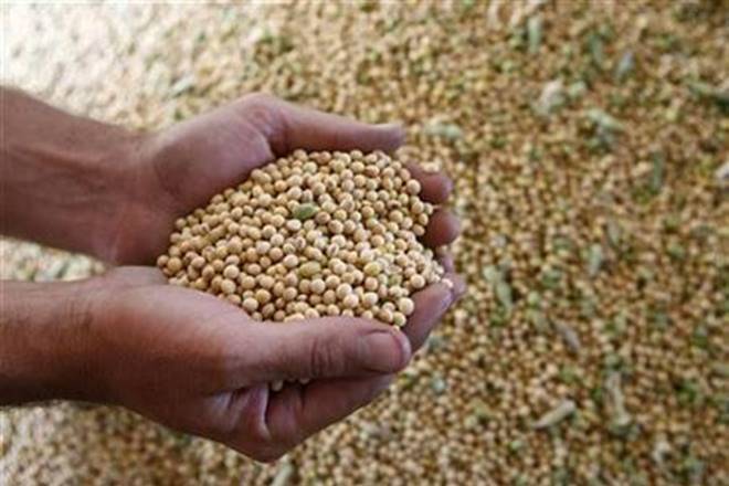 Maharashtra在最低支持价格下获得1.63 Lakh Quintal的大豆