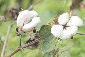 以下是将棉花产量提升10％，让农民稳点