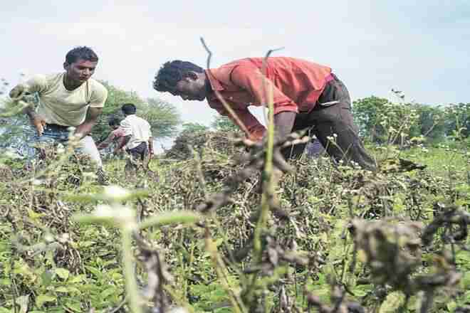 “Maharashtra FPCS在农场Gatelevel开始大豆采购