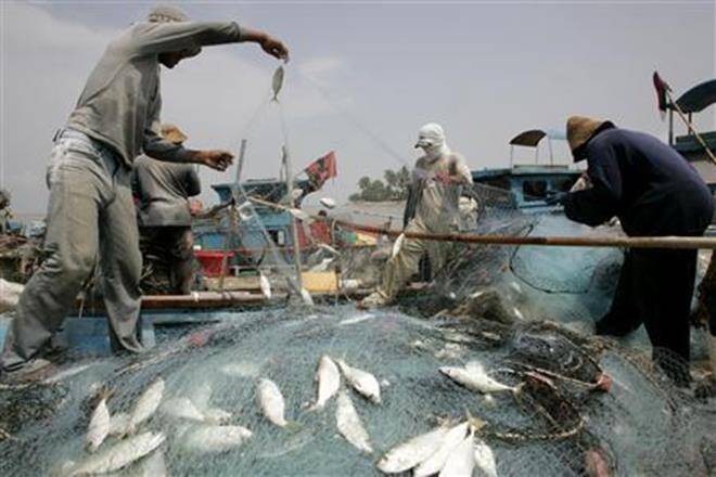 “在全球范围内捕捞捕捞渔业：粮农组织