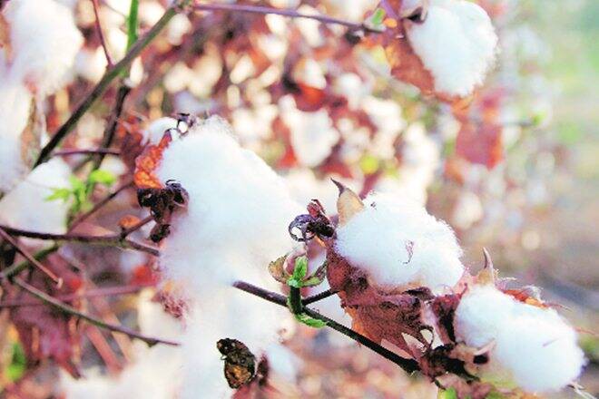棉体降低了2017-18作物到367 Lakhbales的估计