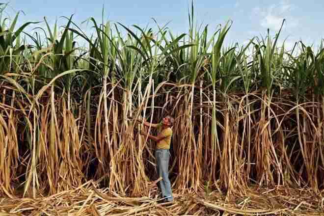 Maharashtra Gom解决糖扇区