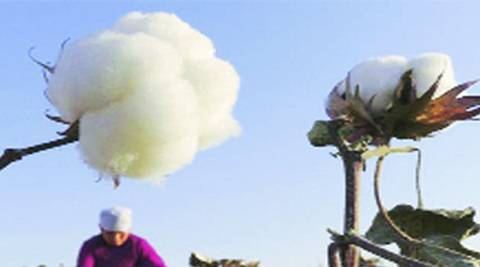 棉花的生产率仍然远低于世界平均水平：CAI