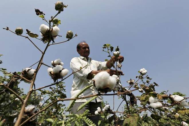 Amul的合作模特倡导棉花农业