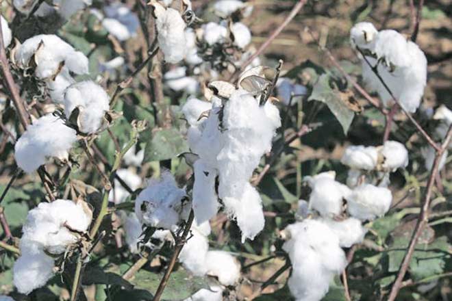 “棉花生产估算率为2017-18的362包：蔡