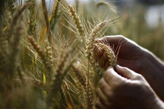 “印度北部的未经季节降雨可能会减缓小麦预防