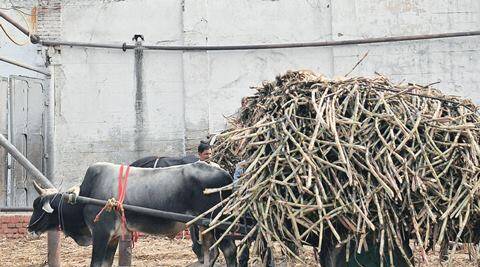 Sugar Mills寻求更多的利息补贴，更容易债务重新获得