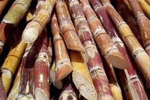 Cane短缺延迟Maharashtra Sugarseason的开始