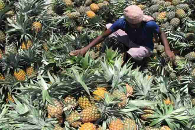 菠萝贸易嗅博纳扎在中心的作物出口销售