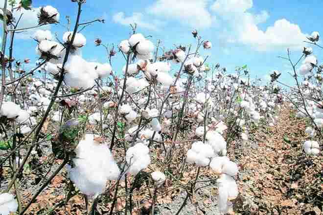 对当地棉花品种的需求促使动量Inmaharashtra