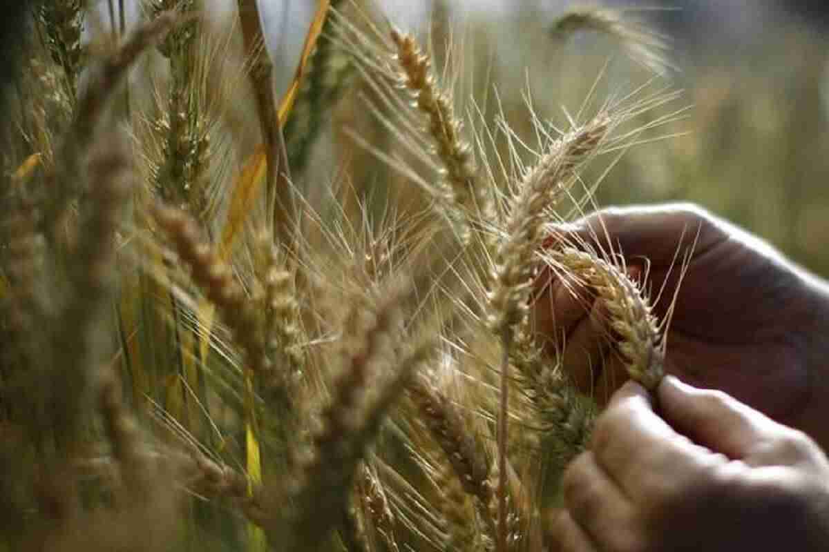 政府在2018-19卷创造了3500万吨小麦;计划雇用备食
