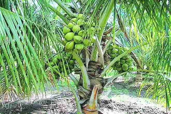 自2014年以来，椰子产量大幅上涨：政府