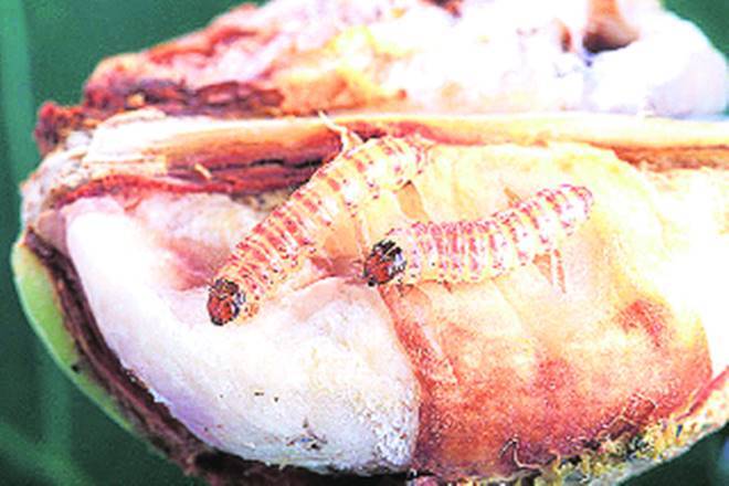 播种后60天：粉红色的啤酒虫攻击玛哈棉田农业