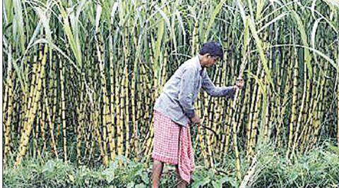 印度的糖生产设定为干旱击中Maharashtra，Karnataka