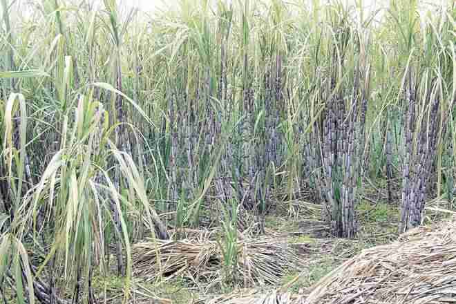马哈拉施特拉甘蔗粉碎季节从10月1日开始，米勒搜索地板价格放弃