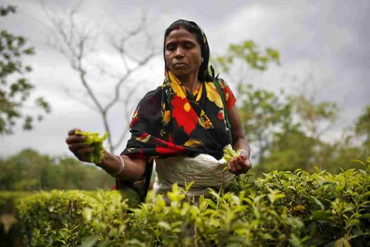 7月份茶叶产量下降6.7％，在2018年的7个月内出口了6.5％至2,618卢比