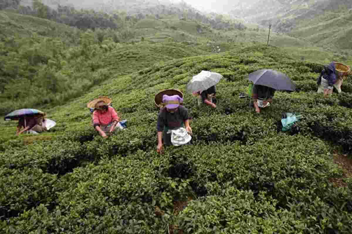 茶园的利润边距可能会在Wagehike中收缩