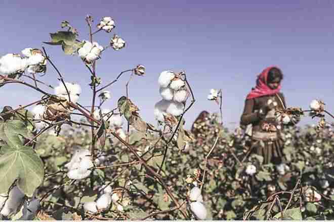 CAI修剪2018-19至340 Lakhbales的棉花作物估算