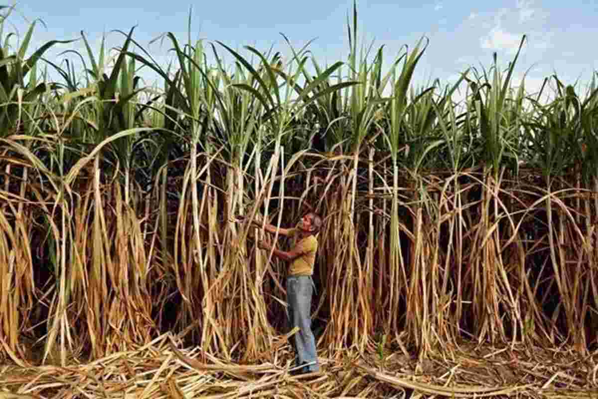 Maharashtra Sugar Millers遇见CM Devendra Fadnavis在FarmerProtests中