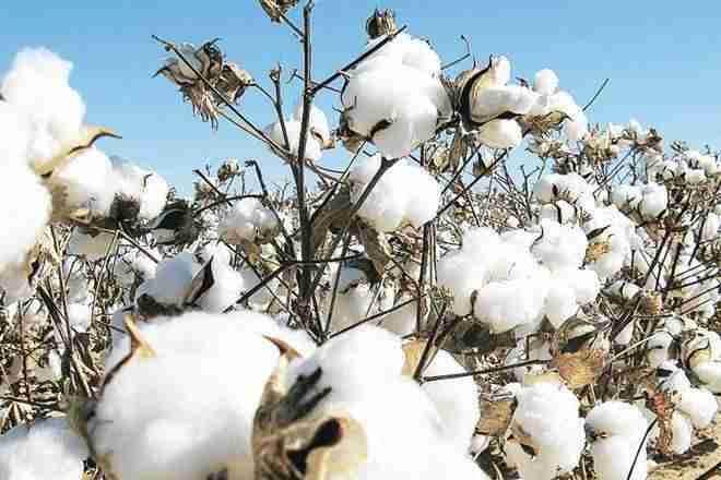 CAI减少了棉花季节2018-19的估计