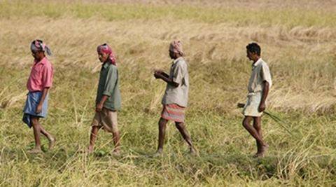 rabi播种接近96％的正常香菜