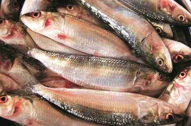 海洋研究人员说，被埃尔尼诺影响的沙丁鱼生产