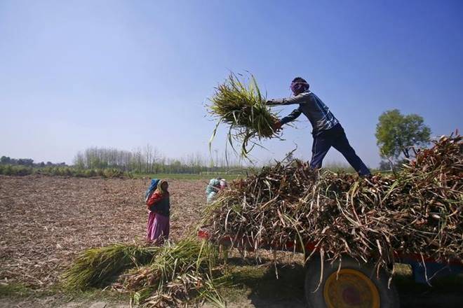 Maharashtra农民在糖赛开始后45天等待FRP付款