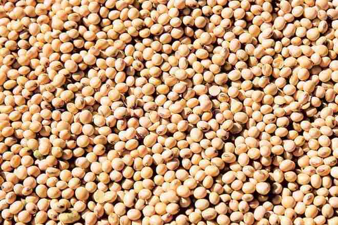 随着更多农民选择大豆，SOPA PEGS产出为114.83 Lakhtonne