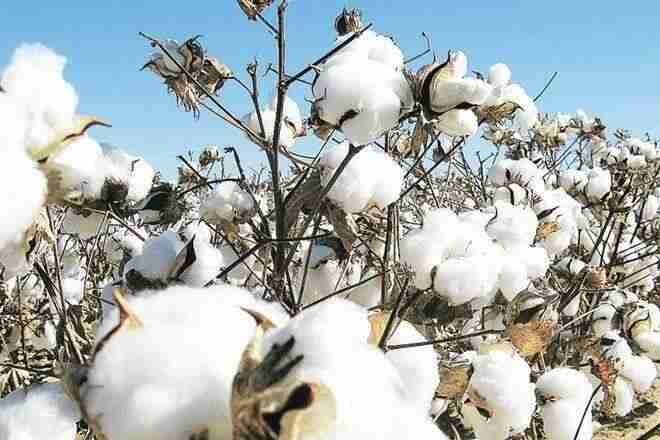 棉花产量可能触及新的低但不是令人担忧的原因：花旗