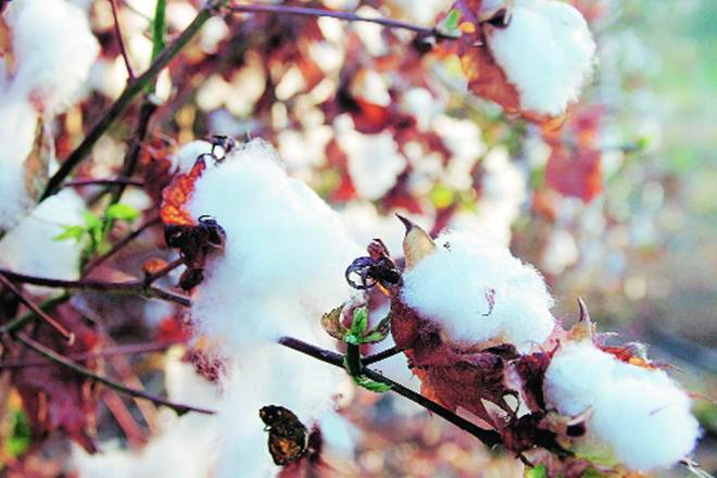 Maharashtra Gears为新的Kharif季节与2.25亿卢比的棉花种子