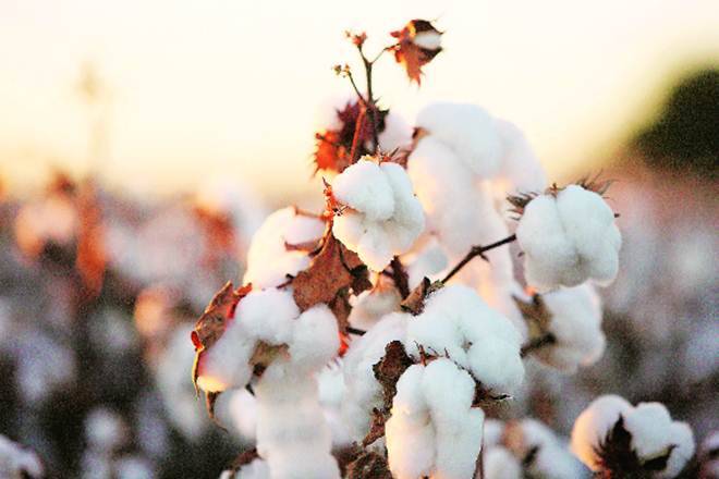棉花体寻求清晰的作物生产行业