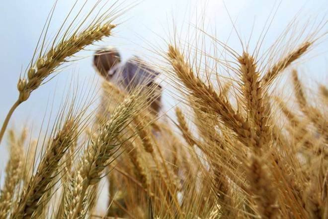 政府将小麦采购目标设置为2019-20，在3570万欧元