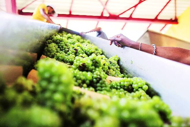 救济马哈拉施特农民;葡萄出口飙升20％这是截止的