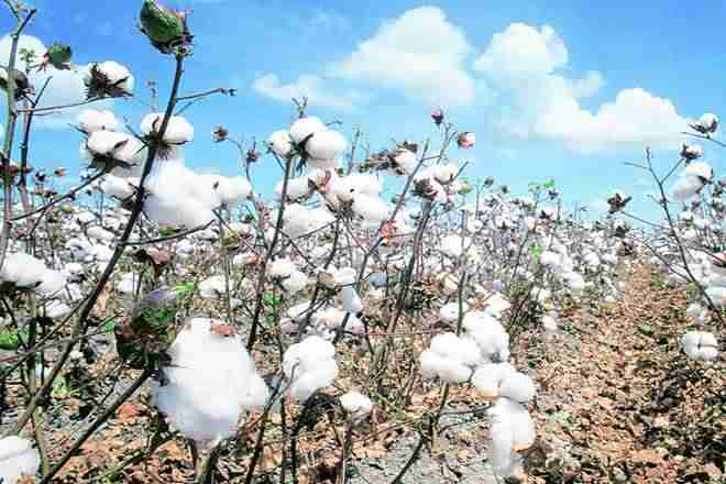Maharashtra农民活动家计划棉花的试验