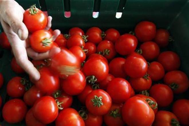 马哈拉施特拉：番茄价格Spike作为用品干燥