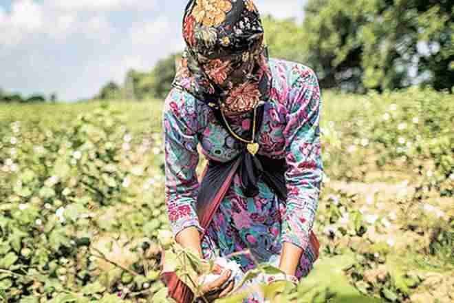 农业危机：Kharif播种遭受了12.5％的堕落