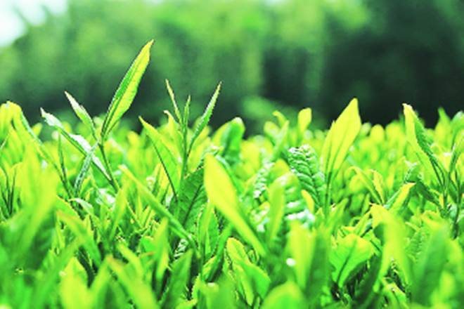 尽管全球商品，茶叶出口可能会增加