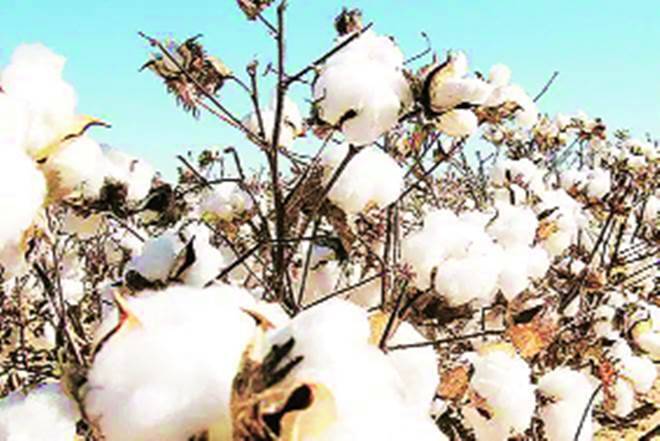 六月估计棉花作物减少了3万块大包至312 Lakhbales