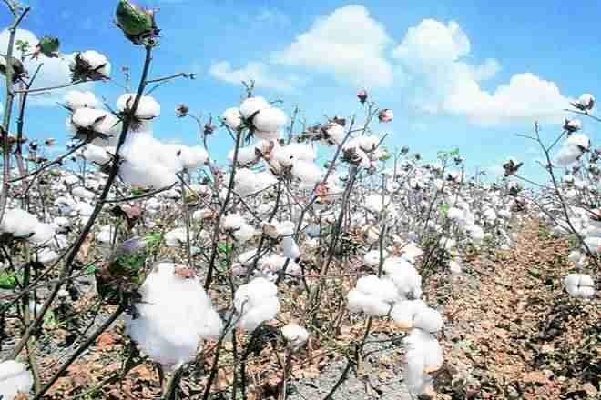 马哈拉施特拉政府开始镇压农民种植HT BTCOTTON