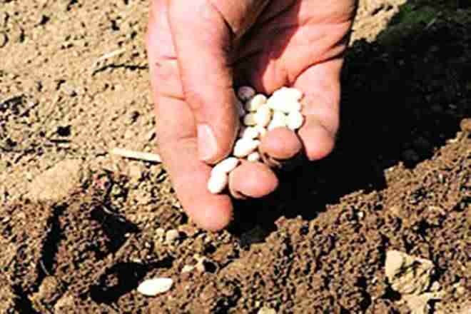 Maharashtra农民生产商公司组合种子销售和生产联合会