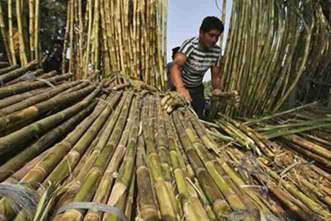 马哈拉施特拉邦近50件糖厂可能不会讨论甘蔗
