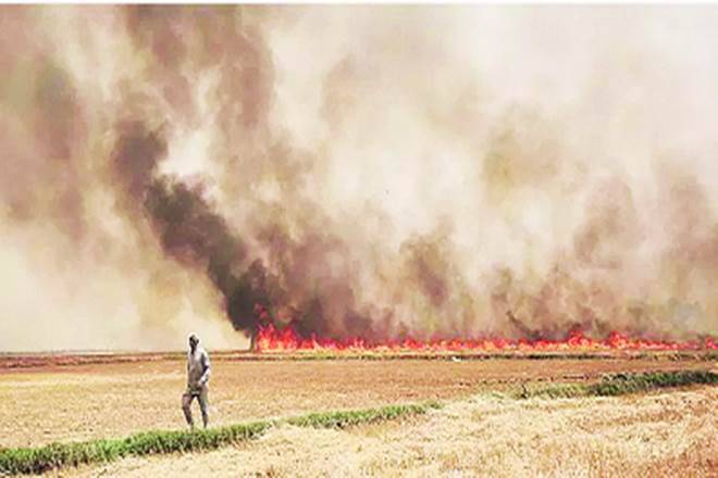 稻田爆炸在西部，Haryana和Punjab中的燃烧下降：icar