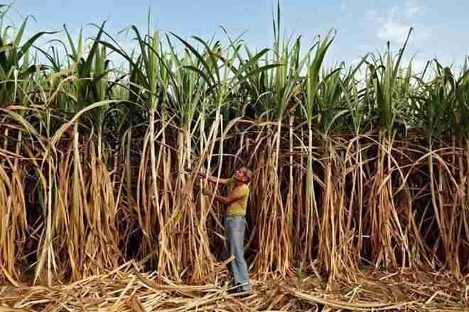 Maharashtra官员靠在Parchedmarathwada的甘蔗养殖诅咒