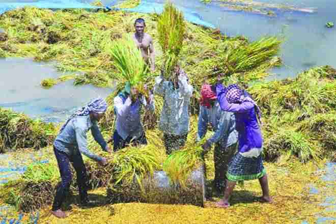 政府旨在在2017-18中记录食品生产
