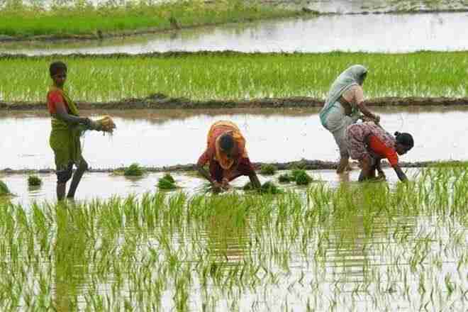 Uttar Pradesh将稻谷MSP提升65卢比